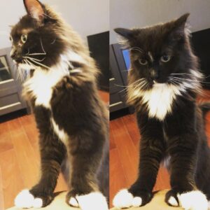 Grant Imahara Instagram - Dipper comes up to inspect me. #catswiththumbs #catsofinstagram #cats #tuxedocat