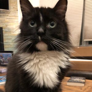 Grant Imahara Instagram - Happy #internationalcatday from Dipper!!