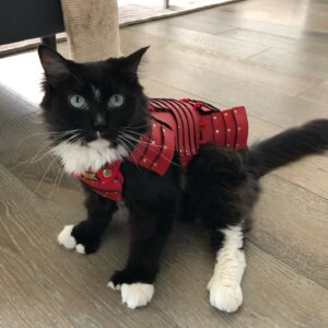 Grant Imahara Instagram - Dipper got her own set of cat samurai armor!
