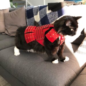 Grant Imahara Instagram - Dipper got her own set of cat samurai armor!