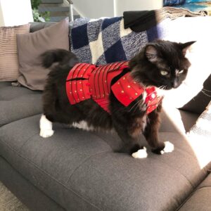 Grant Imahara Instagram - Dipper got her own set of cat samurai armor!