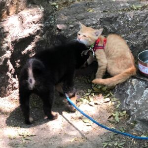 Grant Imahara Instagram - This kitten and this pupper are here at the park at Gifu Castle on leashes and they are best friends and it’s just too cute.