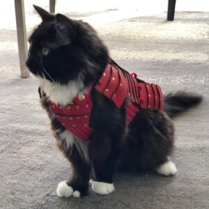 Grant Imahara Instagram - Dipper got her own set of cat samurai armor!