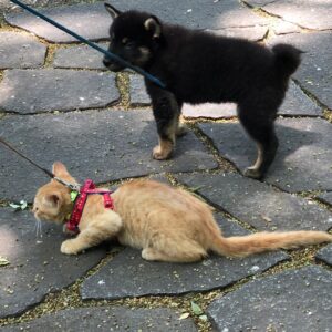 Grant Imahara Instagram - This kitten and this pupper are here at the park at Gifu Castle on leashes and they are best friends and it’s just too cute.