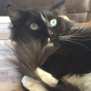 Grant Imahara Instagram - Happy #caturday! Dipper was just grooming her tail when she was rudely interrupted.