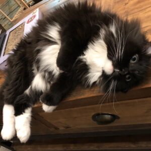 Grant Imahara Instagram - Dipper, I can’t tell if you have existential dread, or you’re just spaced out. #caturday #tuxedocat #cats