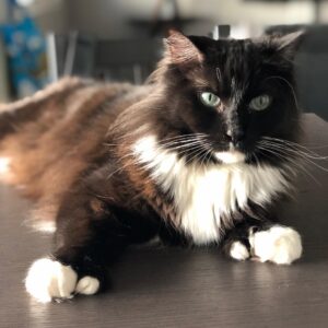 Grant Imahara Instagram - Happy #caturday from me and Dipper! #tuxedocat #polydactylcat #catswiththumbs