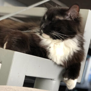 Grant Imahara Instagram - Happy #Caturday from me and Dipper!