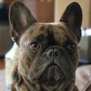 Grant Show Instagram - This morning’s portrait of @lizgillz dog Otis in pancake.  Swipe for the original. #iwastryingtomakeabunnyformydaughter #quarantinelife