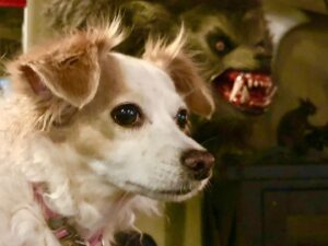 Greg Nicotero Instagram - #werewolfwednesday with Aggie