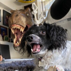 Greg Nicotero Instagram - I’m pretty sure my dogs are anxious for me to get back to work and get out of the house and quit tormenting them!  Adventures of Aggie and Pandora!