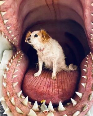Greg Nicotero Instagram - Aggie loves SHARK WEEK!  Sort of!  @discovery #sharkweek #jaws #pipit