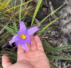 Gregório Duvivier Instagram - Obrigado @giovannanader por me apresentar a todos os segredos do cerrado como o @glampingdospireneus, a flor da canela de ema, e o SAL no picolé de cajá-manga (e obrigado a todos os que nos acolheram em Pirenópolis, esse paraiso, especialmente Tibor do Abade, Hellen e meu novo amigo Francisco)