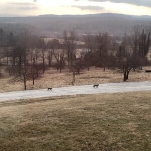 Gretchen Mol Instagram - Bobcats coming to visit! So civilized to take the driveway. #bobcats #ilovecats