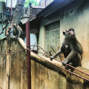 Grey Damon Instagram - Monkeys in #Thailand #AlireyChronicles @alicegreczyn