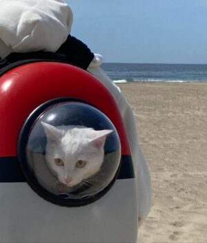 Griffin Gluck Instagram - what da cat doin
