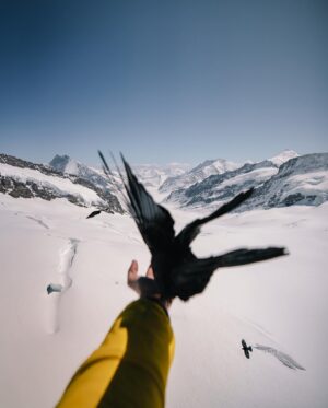 Guillaume Ruchon Instagram - Quand je donne à manger aux haters 🦅  1, 2, 3 ou 4 ?!
•
Première journée en Suisse et direction : Top of Europe 🏔
Après une montée en télécabines   train, vous arrivez à 3463m d’altitude avec une vue imprenable ! 

Qui est déjà allé la bas ?

Backstage (5) by @mattbelotti 📷
•
#LesVautoursNeSontPasLoin #30daysChallenge ? #A8hdumat ?!