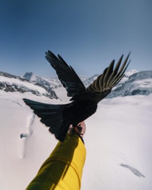 Guillaume Ruchon Instagram - Quand je donne à manger aux haters 🦅  1, 2, 3 ou 4 ?!
•
Première journée en Suisse et direction : Top of Europe 🏔
Après une montée en télécabines   train, vous arrivez à 3463m d’altitude avec une vue imprenable ! 

Qui est déjà allé la bas ?

Backstage (5) by @mattbelotti 📷
•
#LesVautoursNeSontPasLoin #30daysChallenge ? #A8hdumat ?!
