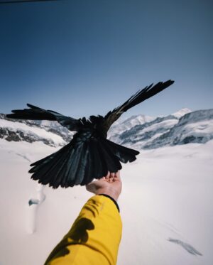 Guillaume Ruchon Instagram - Quand je donne à manger aux haters 🦅  1, 2, 3 ou 4 ?!
•
Première journée en Suisse et direction : Top of Europe 🏔
Après une montée en télécabines   train, vous arrivez à 3463m d’altitude avec une vue imprenable ! 

Qui est déjà allé la bas ?

Backstage (5) by @mattbelotti 📷
•
#LesVautoursNeSontPasLoin #30daysChallenge ? #A8hdumat ?!
