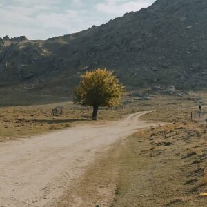 Güliz Aybay Instagram - Her telden, çiçekten,böcekten,kitaptan sokaktan ve kediden yılın son gününden
