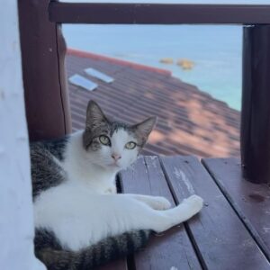 Gunn Svasti Instagram - Among the Islands 🏝️