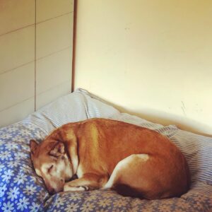 Gursimran Khamba Instagram - Not the best birthday for this chonky one having to goto the vet but on Sunday there shall be cake 😊 
#4yearsold #internationaldogday