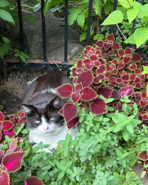 Guy A. Lepage Instagram - Ma version : le chat d’un voisin est venu se coucher dans mon jardin pour se protéger de la chaleur.

La version du chat : un type que je ne connais pas est venu me provoquer sur mon territoire. Si je n’avais eu pas si chaud, j’y aurais sauté dans la face.
