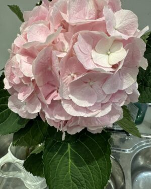 Gyles Brandreth Instagram - My lovely friend Lulu came over to watch the telly last night - and look what she brought me! 

I love a hydrangea. I love Lulu. I love life. Here’s to a blooming marvellous day for one and all!  Good morning.