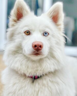 Hadj Ali Menad Instagram - Dolce #chien #pomsky #pomskypuppy #chienne #animale
