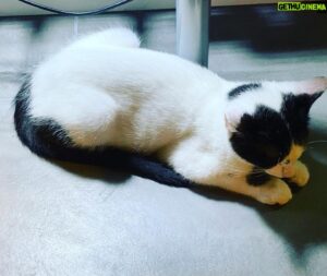 Hal Sparks Instagram - Chip sleeps at me feet while I’m doing my show. It’s brutally adorable