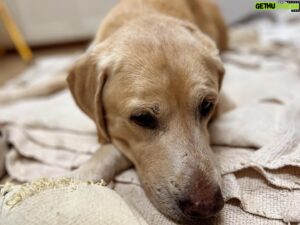 Hal Sparks Instagram - Hi everyone. No shows today. My Dad’s dog Pete collapsed on his morning walk and I had to carry him inside the house. He’s 14 and has been having seizures. My folks made the decision it’s time. He’s being put down today. 🥺
