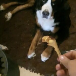 Hani Adel Instagram - Chicken legs and happy dogs