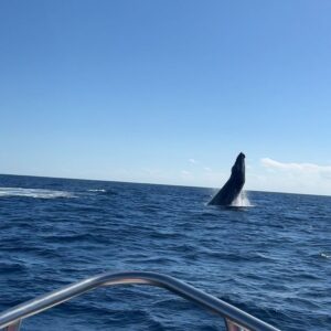 Hannah Bamberg Instagram - Swipe to see my dreams come true in 2023🐋😳 

if you know me then I’ve probably tried to rope you into a whale watching excursion🐋 so today Ian and I ventured on a little boat out into the sea of Cortez on a whale watching tour! One of the coolest experiences of my life!! At one point there were 6 humpbacks, like 20 dolphins and sea lions all swimming together…and I cried. Cause HOLY CRAP!! Next on the list is cage diving with great whites! 🦈
