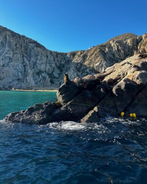 Hannah Bamberg Instagram - Swipe to see my dreams come true in 2023🐋😳 

if you know me then I’ve probably tried to rope you into a whale watching excursion🐋 so today Ian and I ventured on a little boat out into the sea of Cortez on a whale watching tour! One of the coolest experiences of my life!! At one point there were 6 humpbacks, like 20 dolphins and sea lions all swimming together…and I cried. Cause HOLY CRAP!! Next on the list is cage diving with great whites! 🦈
