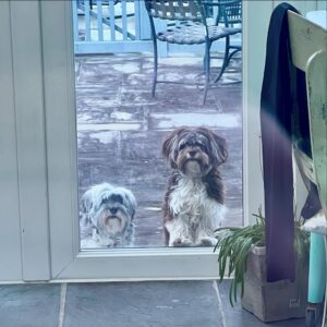 Harlan Coben Instagram - Laszlo. Winslow. 
They are Havanese.