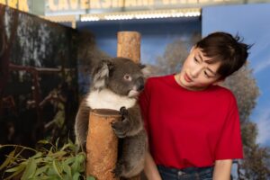 Haruka Ayase Instagram - コアラの名前はウィリアムでした🐨💙

#ハルカノイセカイ
#ハルカノイセカイ04
#ハルカノイセカイパース
#綾瀬はるか
#TAKAKONOEL
#世界を食べ歩き
#LUMIXS1R 
#LUMIXS1
#パース
#カンガルー
#クオッカ
#ウォンバット