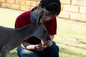 Haruka Ayase Instagram - 動物たちと間近で触れ合えるCaversham Wildlife Parkではカンガルーに餌やり体験も🦘🧡

#ハルカノイセカイ
#ハルカノイセカイ04
#ハルカノイセカイ パース
#綾瀬はるか
#TAKAKONOEL
#世界を食べ歩き
#LUMIXS1R 
#LUMIXS1
#パース
#カンガルー
#クオッカ
#ウォンバット