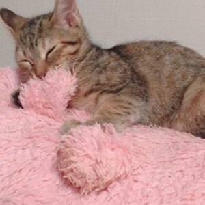 Haruka Yoshimura Instagram - のぞみ家のセリちゃん﻿
ちょこたん家のうにたん﻿
ちいちゃん家のぽんちゃん﻿
﻿
みんな子猫の頃に遊びに行かせてもらって﻿癒されてました。
﻿
﻿
ブログに載せた写真もあるのですが﻿あまりに可愛いのでインスタにも◡̈♪﻿
﻿
﻿
﻿
#可愛い﻿ #猫　#ねこすたぐらむ  #このハッシュタグ使ってみたかった 
#山本希望　#桜咲千依　#赤﨑千夏