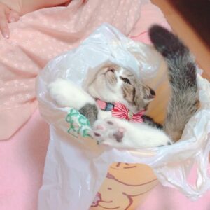 Haruka Yoshimura Instagram - のぞみ家のセリちゃん﻿
ちょこたん家のうにたん﻿
ちいちゃん家のぽんちゃん﻿
﻿
みんな子猫の頃に遊びに行かせてもらって﻿癒されてました。
﻿
﻿
ブログに載せた写真もあるのですが﻿あまりに可愛いのでインスタにも◡̈♪﻿
﻿
﻿
﻿
#可愛い﻿ #猫　#ねこすたぐらむ  #このハッシュタグ使ってみたかった 
#山本希望　#桜咲千依　#赤﨑千夏