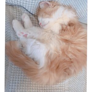 Haruka Yoshimura Instagram - のぞみ家のセリちゃん﻿
ちょこたん家のうにたん﻿
ちいちゃん家のぽんちゃん﻿
﻿
みんな子猫の頃に遊びに行かせてもらって﻿癒されてました。
﻿
﻿
ブログに載せた写真もあるのですが﻿あまりに可愛いのでインスタにも◡̈♪﻿
﻿
﻿
﻿
#可愛い﻿ #猫　#ねこすたぐらむ  #このハッシュタグ使ってみたかった 
#山本希望　#桜咲千依　#赤﨑千夏