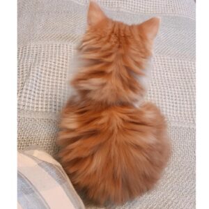 Haruka Yoshimura Instagram - のぞみ家のセリちゃん﻿
ちょこたん家のうにたん﻿
ちいちゃん家のぽんちゃん﻿
﻿
みんな子猫の頃に遊びに行かせてもらって﻿癒されてました。
﻿
﻿
ブログに載せた写真もあるのですが﻿あまりに可愛いのでインスタにも◡̈♪﻿
﻿
﻿
﻿
#可愛い﻿ #猫　#ねこすたぐらむ  #このハッシュタグ使ってみたかった 
#山本希望　#桜咲千依　#赤﨑千夏