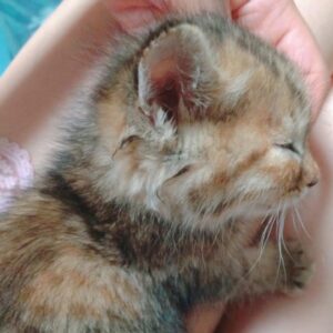 Haruka Yoshimura Instagram - のぞみ家のセリちゃん﻿
ちょこたん家のうにたん﻿
ちいちゃん家のぽんちゃん﻿
﻿
みんな子猫の頃に遊びに行かせてもらって﻿癒されてました。
﻿
﻿
ブログに載せた写真もあるのですが﻿あまりに可愛いのでインスタにも◡̈♪﻿
﻿
﻿
﻿
#可愛い﻿ #猫　#ねこすたぐらむ  #このハッシュタグ使ってみたかった 
#山本希望　#桜咲千依　#赤﨑千夏