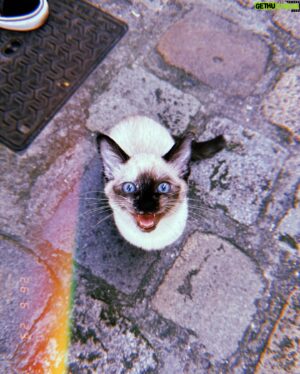 Harvey Mills Instagram - i found an empty park and apparently have zero self control (also a kitten and a dog called otto)