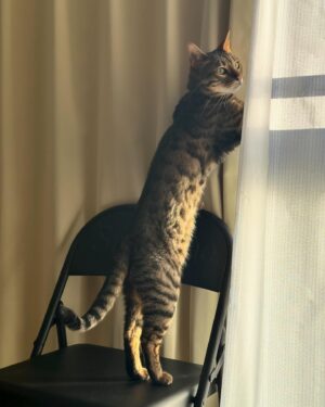 Hayate Wada Instagram - .
はい可愛い〜🫶
#猫の日