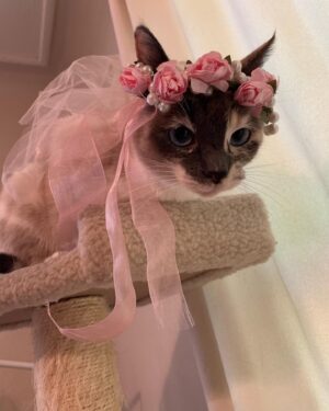 Hayley Marie Norman Instagram - This month I celebrate 6 years of Spirit and 12 years of Iggy   Bowie. It is by divine design that our souls found eachother. I am so grateful for this family, they have filled my life with love. 🎂 💕 #adoptdontshop #lovesofmylife