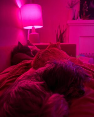 Hayley Marie Norman Instagram - This month I celebrate 6 years of Spirit and 12 years of Iggy   Bowie. It is by divine design that our souls found eachother. I am so grateful for this family, they have filled my life with love. 🎂 💕 #adoptdontshop #lovesofmylife