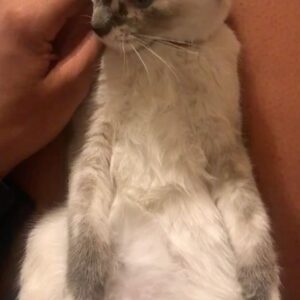 Hayley Marie Norman Instagram - This month I celebrate 6 years of Spirit and 12 years of Iggy   Bowie. It is by divine design that our souls found eachother. I am so grateful for this family, they have filled my life with love. 🎂 💕 #adoptdontshop #lovesofmylife