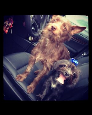 Hayley Marie Norman Instagram - This month I celebrate 6 years of Spirit and 12 years of Iggy   Bowie. It is by divine design that our souls found eachother. I am so grateful for this family, they have filled my life with love. 🎂 💕 #adoptdontshop #lovesofmylife