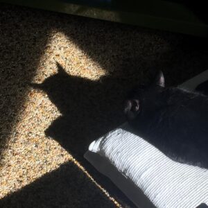 Hayley McFarland Instagram - The dark knight snoozes. 📸: @ericboshart