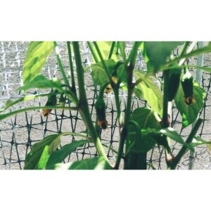Hayley McFarland Instagram - Impatiently waiting for my jalapeño babies to grow up.... 🌱